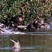 20120908 1345RDw [D-MS] Graugans, Ente