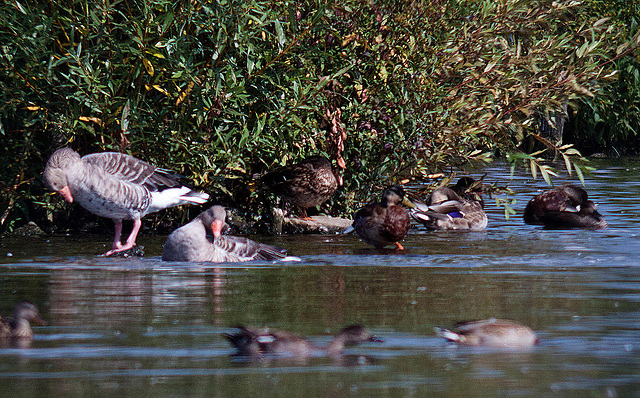 20120908 1346RDw [D-MS] Graugans, Ente