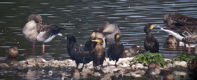 20120908 1351RDw [D-MS] Graugans, Kormoran, Ente