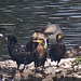 20120908 1351RDw [D-MS] Graugans, Kormoran, Ente