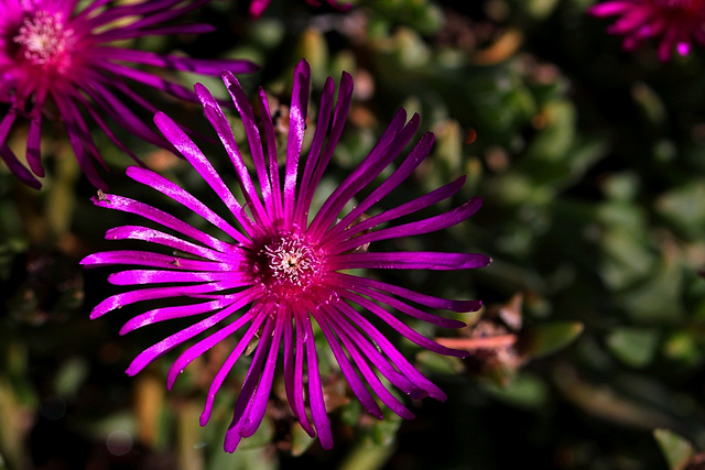 Delosperma cooperi