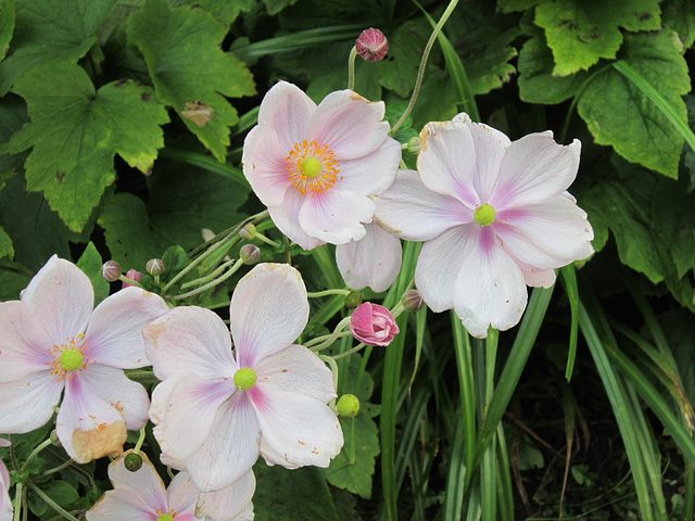 Japanese anemone