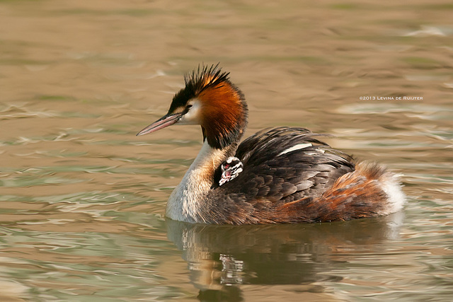 Great Crested Grebe / Fuut / Grèbe huppé (Podiceps cristatus)