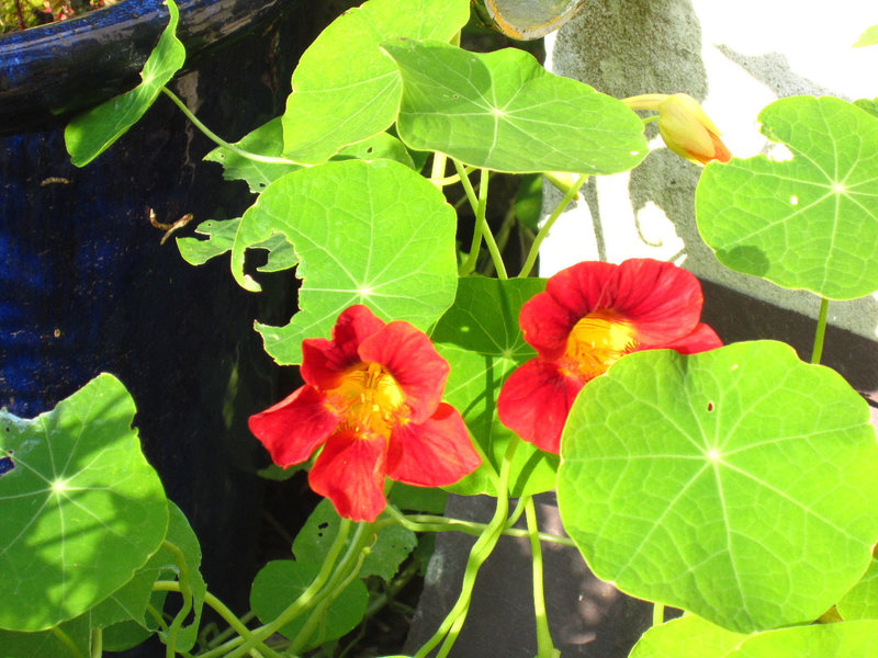 Nasturtiums