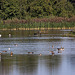 20120908 1359RAw [D-MS] Kormoran, Graugans, Ente, Kiebitz, Rieselfelder Münster