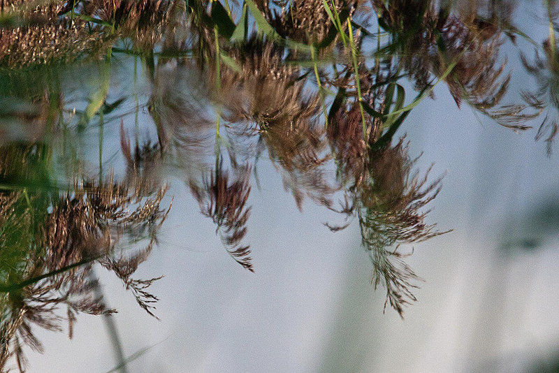 20120908 1361RAw [D-MS] Schilfrohr (Phragmites australis), Spiegelung, Rieselfelder Münster