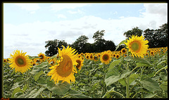 CHAMP DE SOLEILS ***