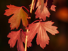 Imitation Maple Leaves