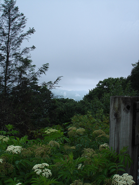 View Plott Balsam / Blue Ridge Parkway - July 13th 2010.