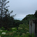 View Plott Balsam / Blue Ridge Parkway - July 13th 2010.