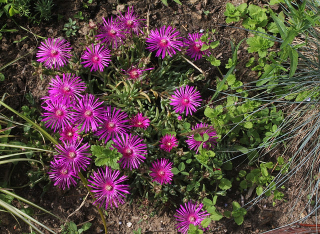 Delosperma cooperi (2)