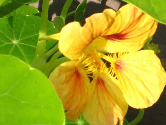 Intricate flower of a nasturtium