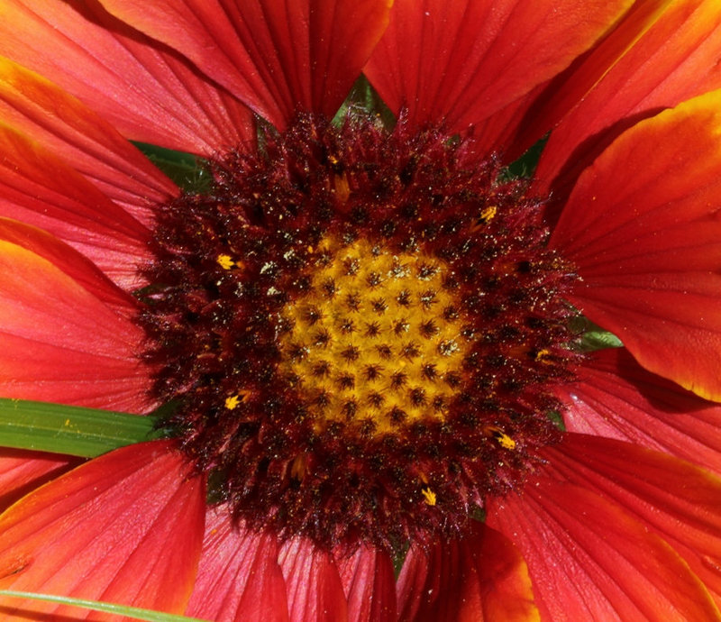 Gaillarde