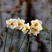 Daffodils looking out over the water