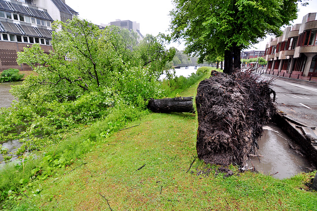 One tree down