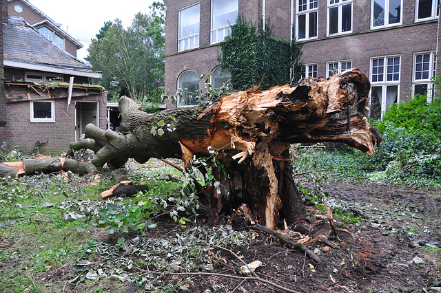 Tree 0 – Wind 1