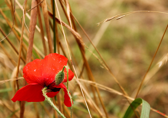 NATUR ' ELLE ***