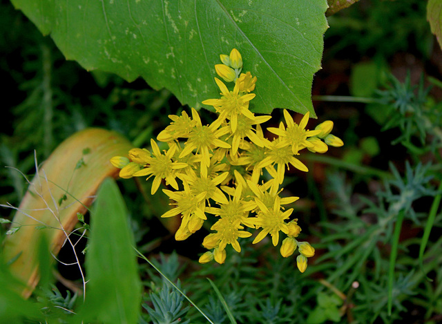 Sedum rupestre (2)