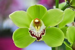 Keukenhof 2012 – Orchid