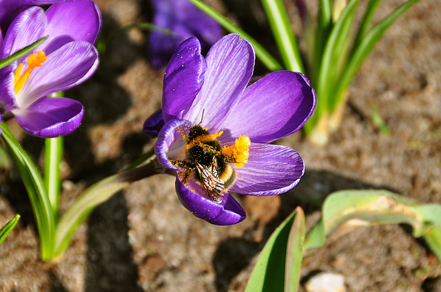 Keukenhof 2012 – Pollination