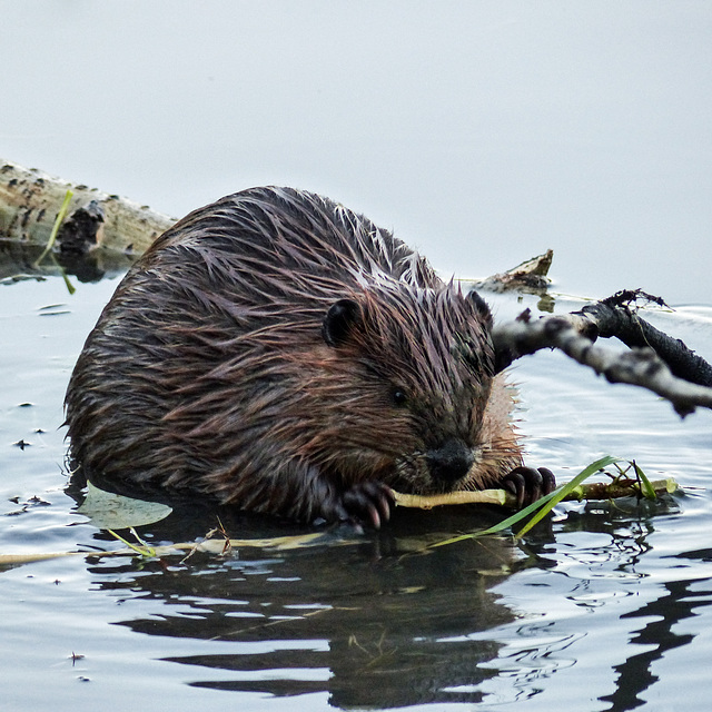 Nibble, nibble, nibble