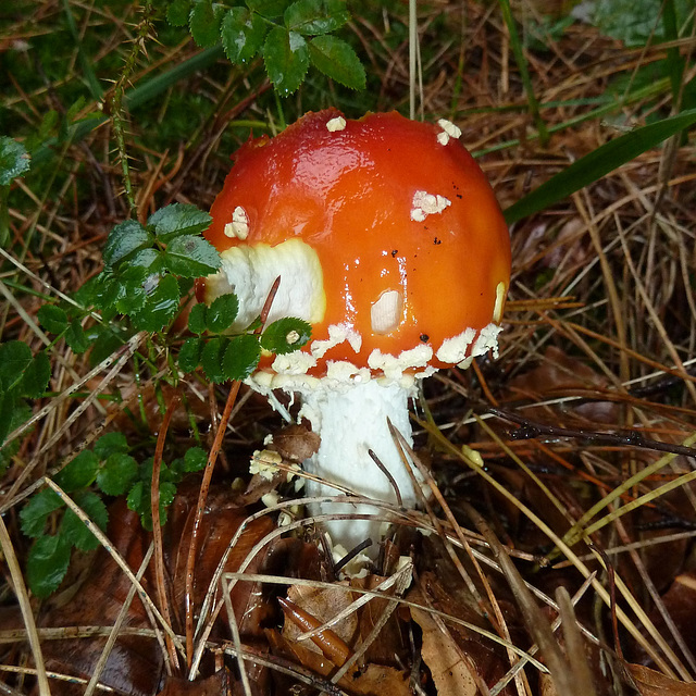 Red mushroom