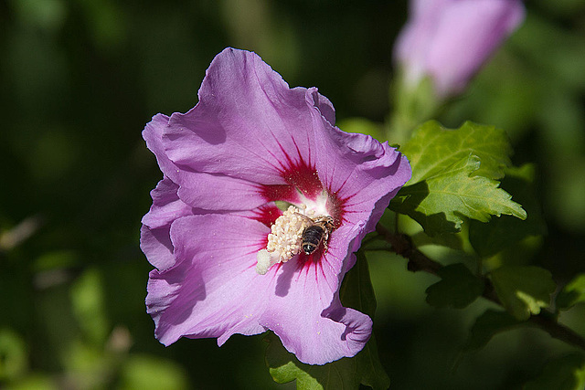 20120823 1174RAw [D~LIP] Roseneibisch (Hibiskus), Insekt, UWZ, Bad Salzuflen