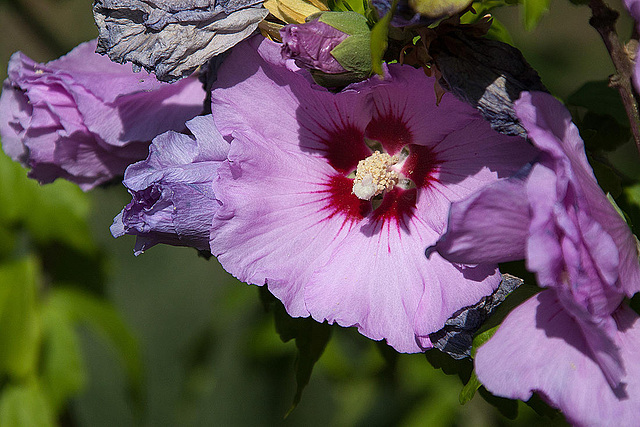 20120823 1175RAw [D~LIP] Roseneibisch (Hibiskus), UWZ, Bad Salzuflen