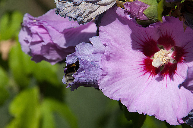 20120823 1176RAw [D~LIP] Roseneibisch (Hibiskus), Dunkle Erdhummel, UWZ, Bad Salzuflen