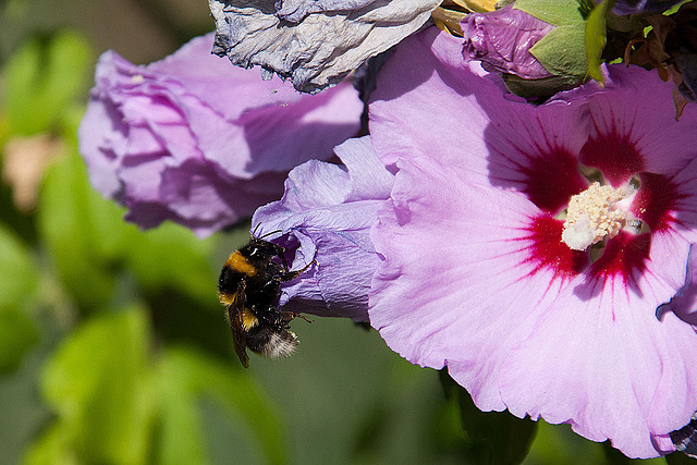 20120823 1177RAw [D~LIP] Roseneibisch (Hibiskus), Dunkle Erdhummel, UWZ, Bad Salzuflen