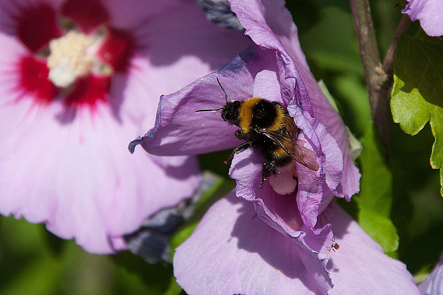 20120823 1179RAw [D~LIP] Roseneibisch (Hibiscus), Dunkle Erdhummel (Bombus terristris), UWZ, Bad Salzuflen