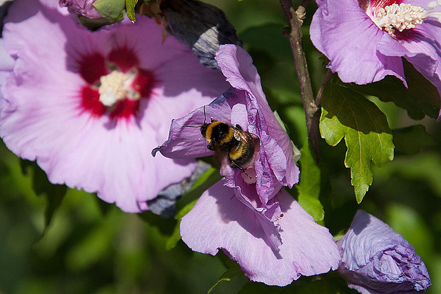 20120823 1181RAw [D~LIP] Roseneibisch (Hibiscus), Dunkle Erdhummel (Bombus terristris), UWZ, Bad Salzuflen