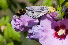 20120823 1185RAw [D~LIP] Roseneibisch (Hibiscus), Dunkle Erdhummel (Bombus terristris), UWZ, Bad Salzuflen