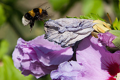 20120823 1186RAw [D~LIP] Roseneibisch (Hibiscus), Dunkle Erdhummel (Bombus terristris), UWZ, Bad Salzuflen