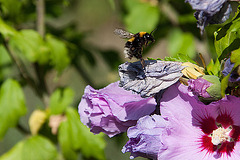 20120823 1187RAw [D~LIP] Roseneibisch (Hibiscus), Dunkle Erdhummel (Bombus terristris), UWZ, Bad Salzuflen