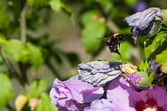 20120823 1188RAw [D~LIP] Roseneibisch (Hibiscus), Dunkle Erdhummel (Bombus terristris), UWZ, Bad Salzuflen