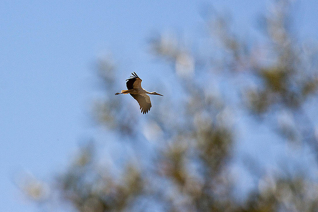 20120515 9929RAw [E] Weißstorch, Herguijuela