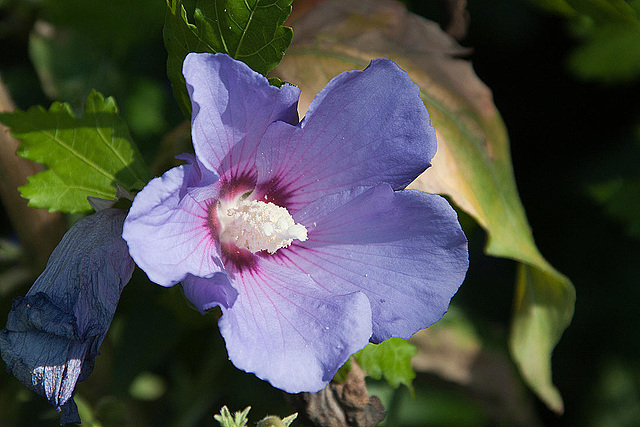 20120823 1193RAw [D~LIP] Roseneibisch (Hibiscus), Bad Salzuflen