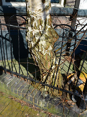 Tree and fence