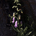 20120515 9924RAw [E] Fingerhut (Digitalis purpurea) Roter, Herguijuela, Extremadura