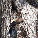 20120515 9921RAw [E] Stieglitz (Carduelis carduelis), Herguijuela