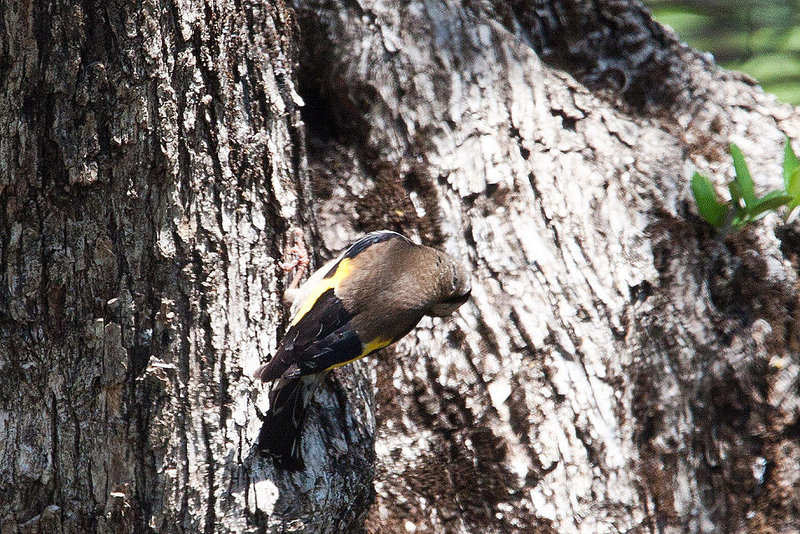 20120515 9921RAw [E] Stieglitz (Carduelis carduelis), Herguijuela