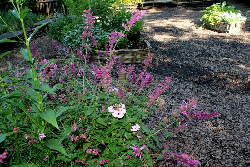 Agastache mexicana ' Tutti Frutti'