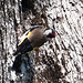 20120515 9920RAw [E] Stieglitz (Carduelis carduelis), Herguijuela