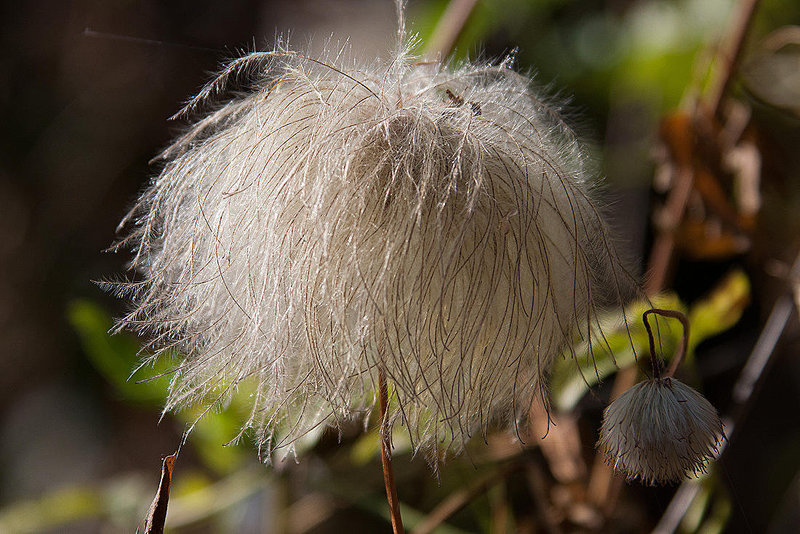 20120823 1195RAw [D~LIP] Waldrebe (Clematis), UWZ, Bad Salzuflen