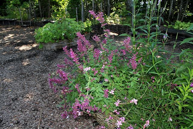 Agastache mexicana ' Tutti Frutti'