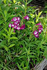 Penstemon Penstemon