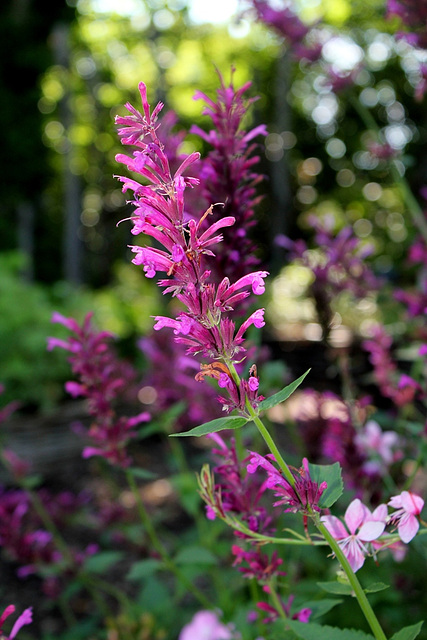 Agastache mexicana ' Tutti Frutti'