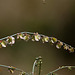 20120515 9918RAw [E] Herguijuela