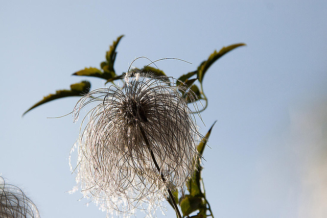 20120823 1199RAw [D~LIP] Waldrebe (Clematis), UWZ, Bad Salzuflen